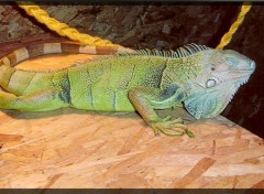 Wallpapers Animals iguane