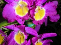 Wallpapers Nature Orchide