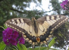 Fonds d'cran Animaux Le Machaon