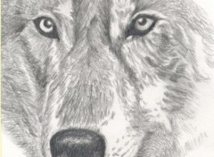 Fonds d'cran Art - Crayon Tte de loup