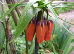 Fonds d'cran Nature Fritilaire impriale