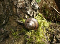 Fonds d'cran Animaux Escargot