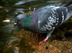 Wallpapers Animals pigeon