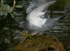 Fonds d'cran Animaux pigeon