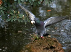 Fonds d'cran Animaux pigeon