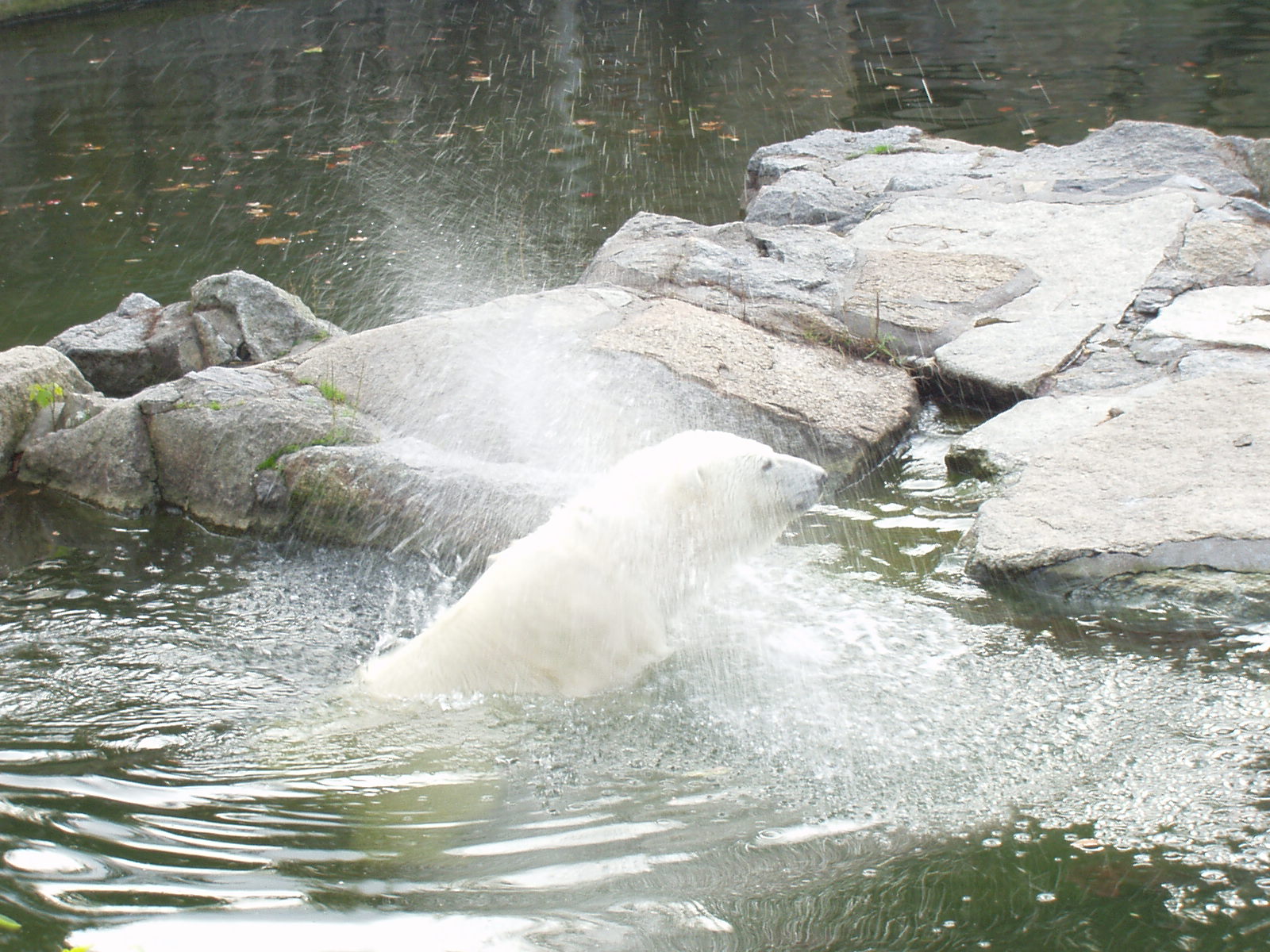 Fonds d'cran Animaux Ours Ours polaire