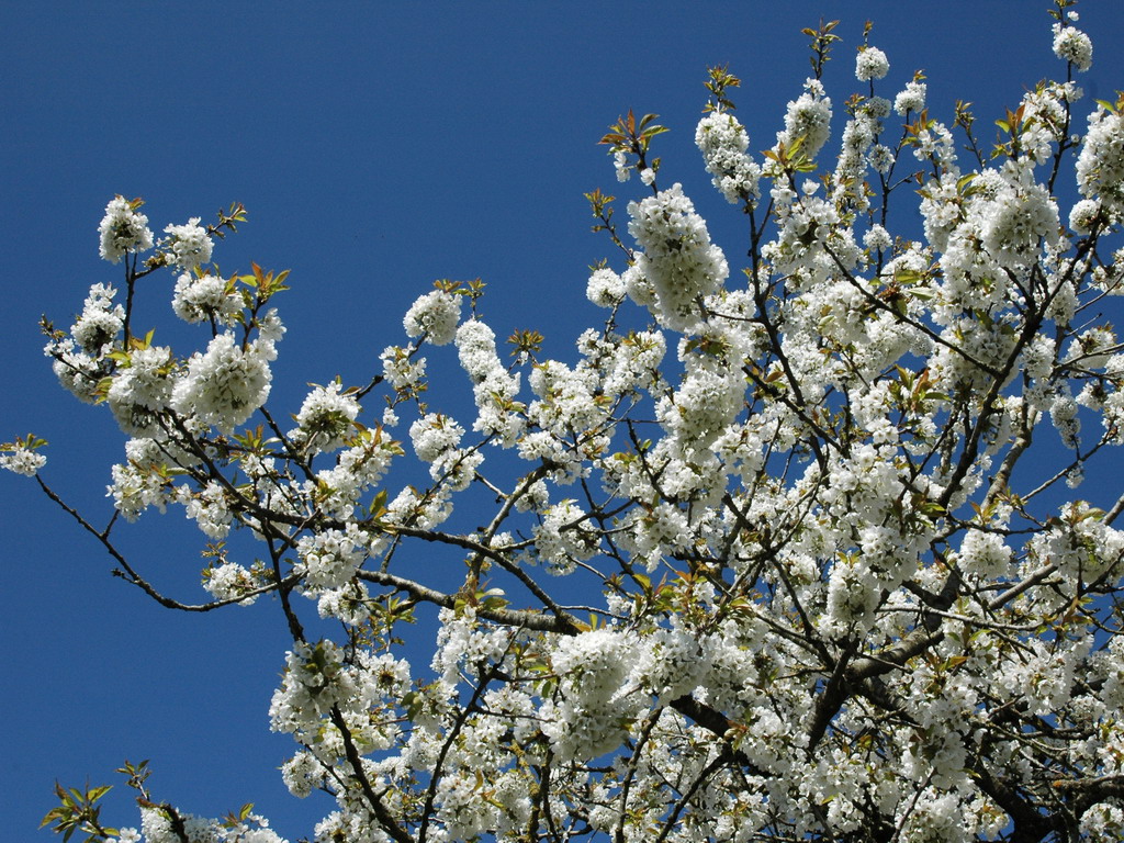 Wallpapers Nature Flowers mon jardin