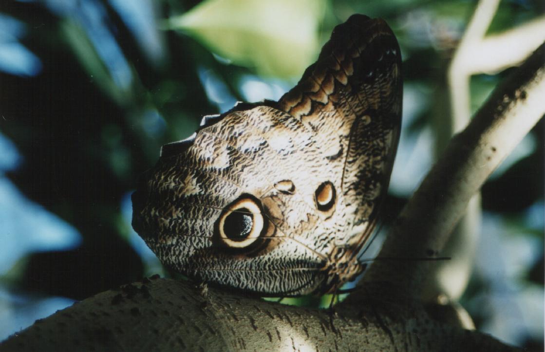 Fonds d'cran Animaux Insectes - Papillons papillon hibou