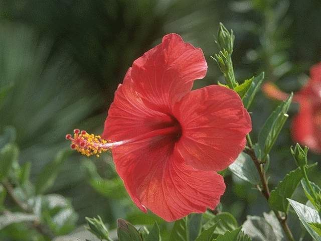 Fonds d'cran Nature Fleurs Hibiscus