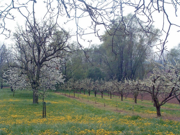 Fonds d'cran Voyages : Europe France > Alsace Verger en fleurs...