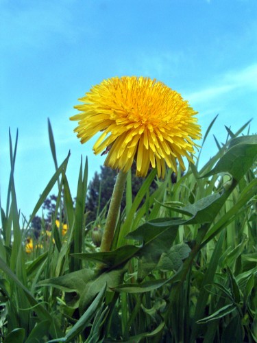 Fonds d'cran Nature Fleurs C'est la saison !