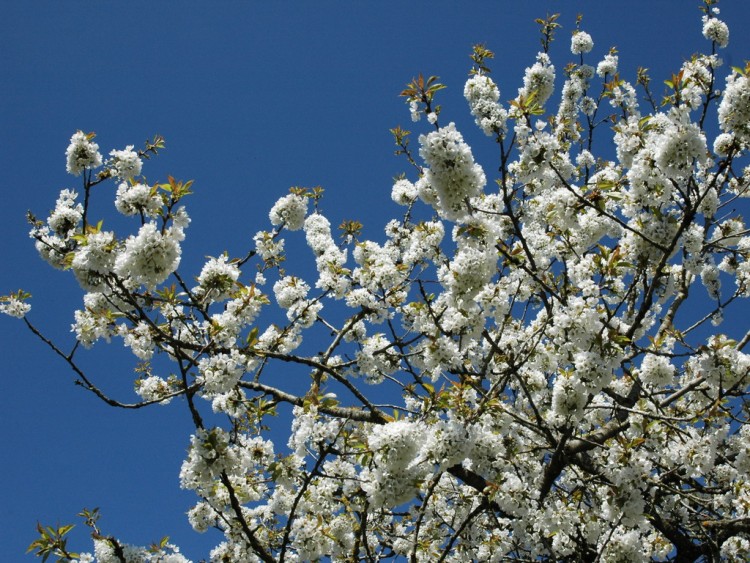 Fonds d'cran Nature Fleurs mon jardin