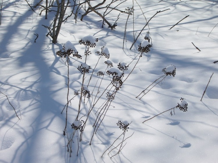 Wallpapers Nature Saisons - Winter Gramins en hiver