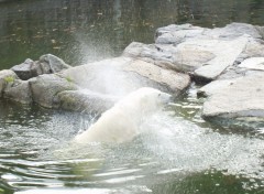 Fonds d'cran Animaux Ours polaire