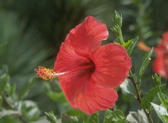 Fonds d'cran Nature Hibiscus