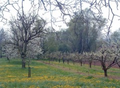 Fonds d'cran Voyages : Europe Verger en fleurs...