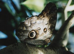 Fonds d'cran Animaux papillon hibou