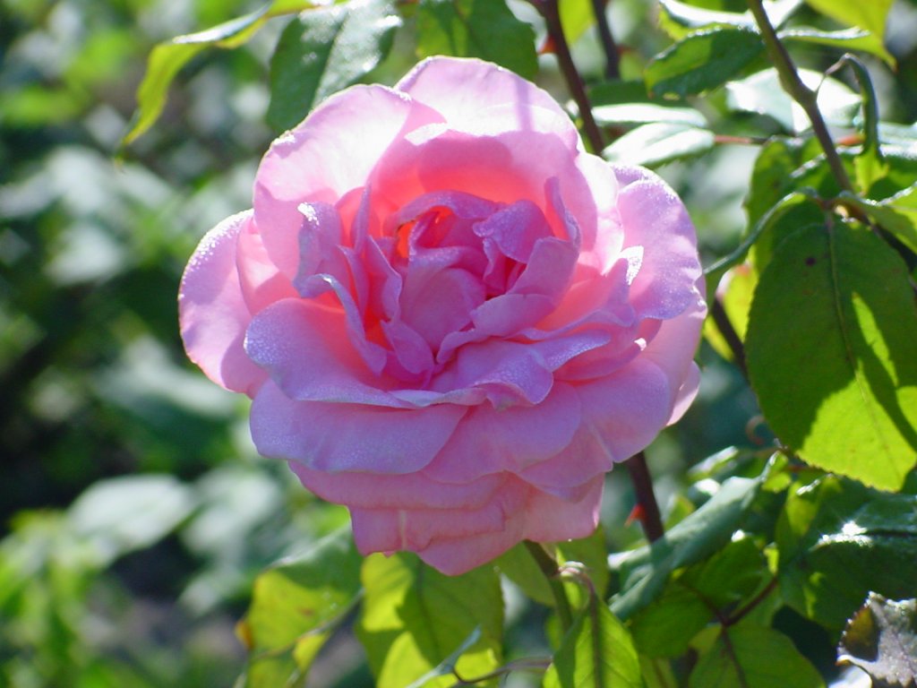 Wallpapers Nature Flowers Une rose dans le soleil