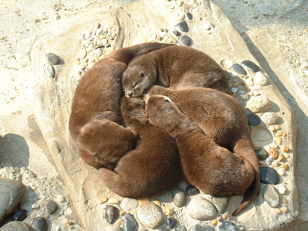 Fonds d'cran Animaux Rongeurs - Divers a caille !