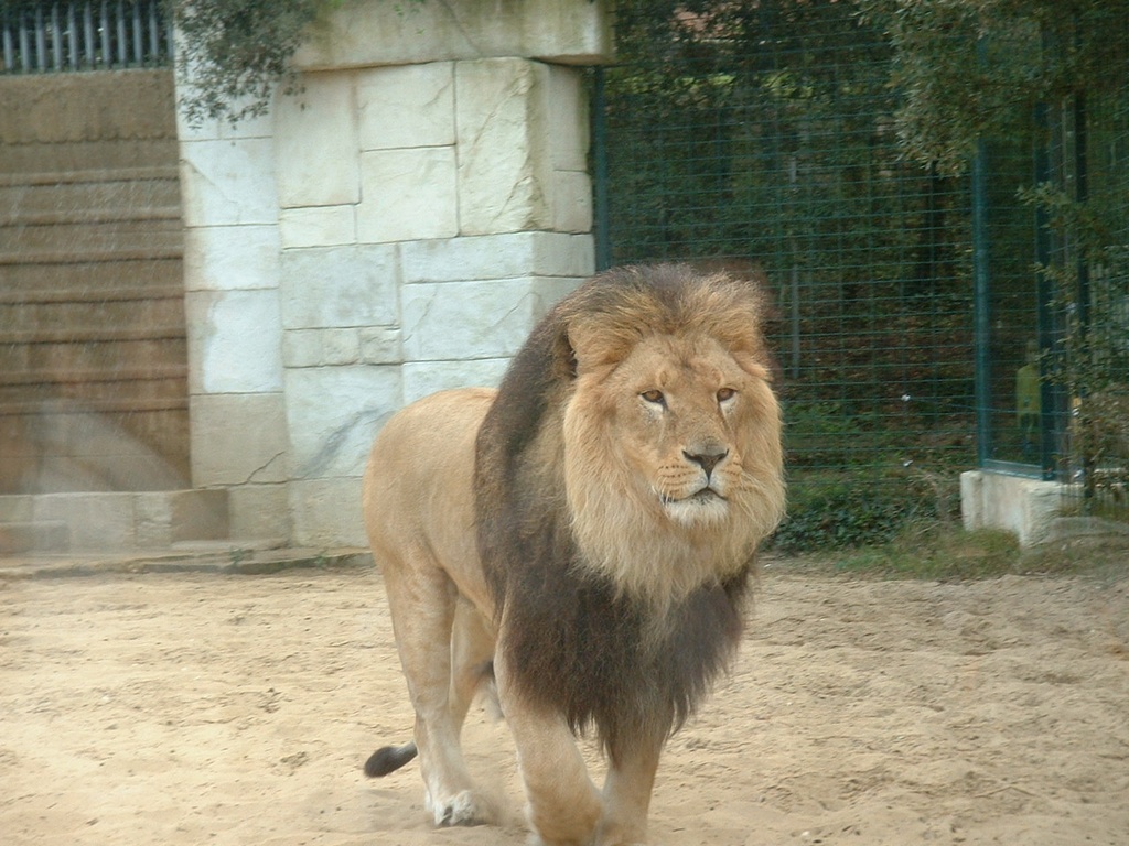 Fonds d'cran Animaux Flins - Lions Quelle noblesse !