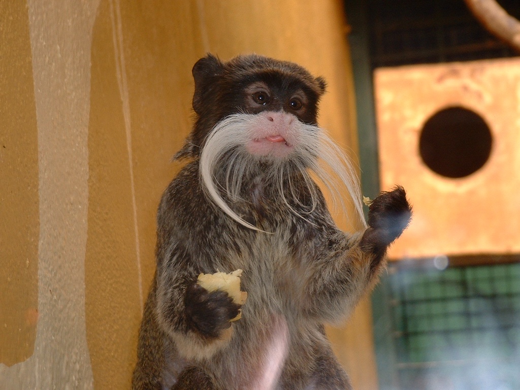 Wallpapers Animals Monkeys Elles ne sont pas belles mes moustaches ?