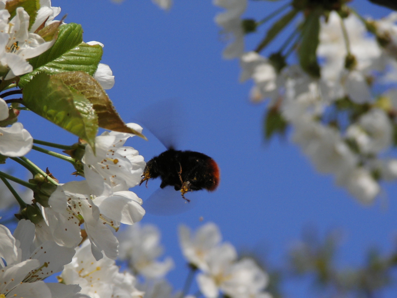 Fonds d'cran Nature Fleurs Bourdon s'appretant a butiner