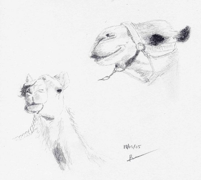 Fonds d'cran Art - Crayon Animaux - Divers Tte de chameau