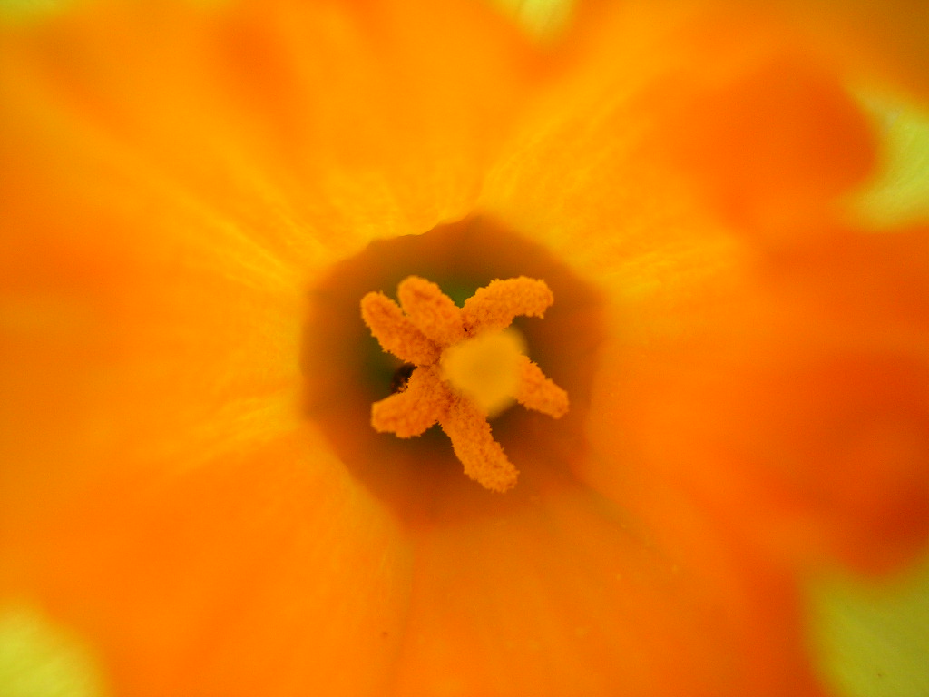 Fonds d'cran Nature Fleurs coeur de narcisse