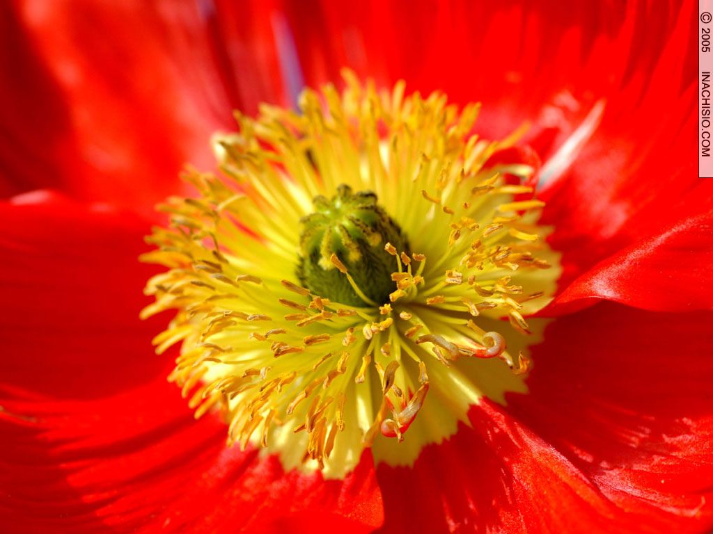 Fonds d'cran Nature Fleurs Coeur de tulipe