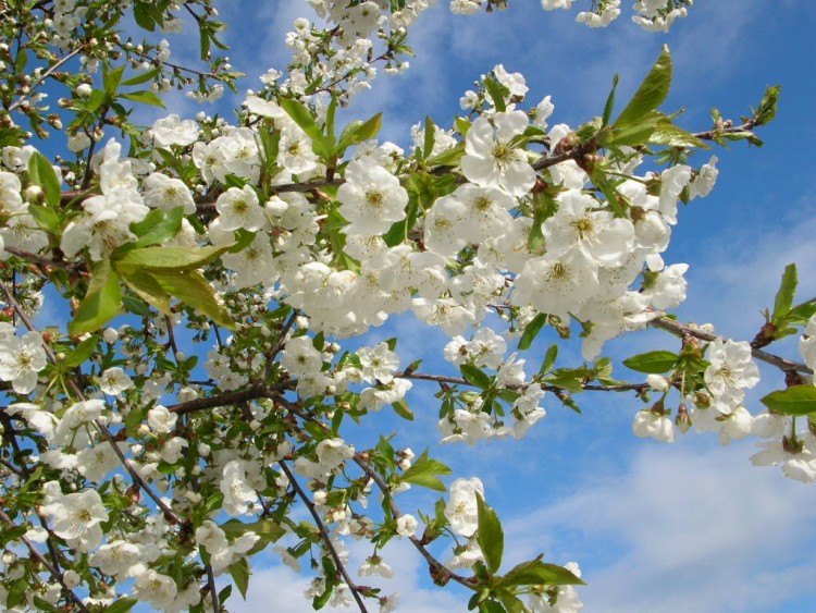 Fonds d'cran Nature Fleurs Cerisiers