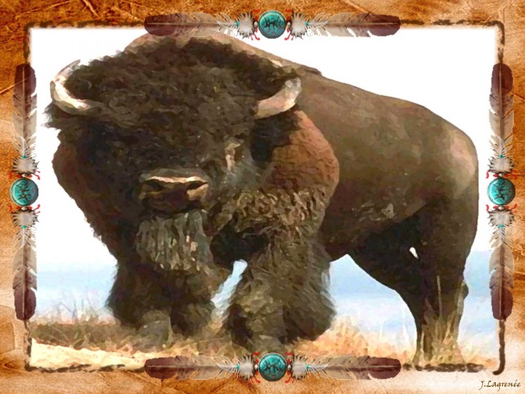 Fonds d'cran Animaux Bisons - Buffles American Buffalo