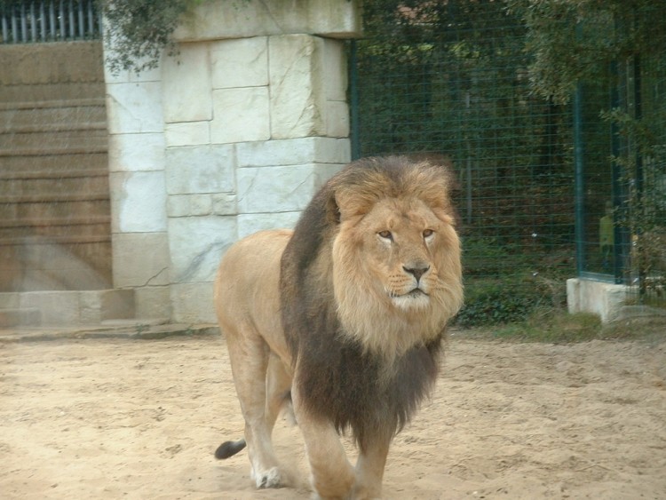 Fonds d'cran Animaux Flins - Lions Quelle noblesse !