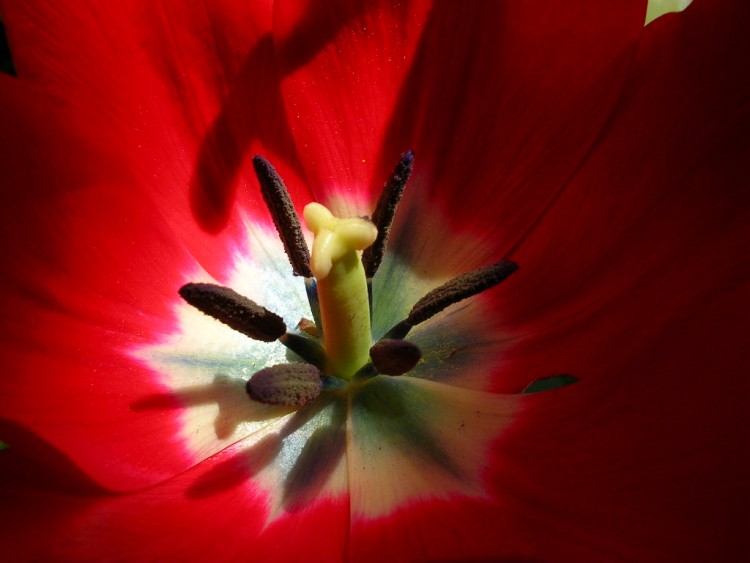 Fonds d'cran Nature Fleurs coeur de tulipe