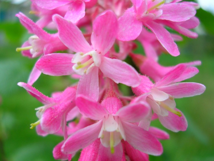 Fonds d'cran Nature Fleurs fleur d'arbuste japonais