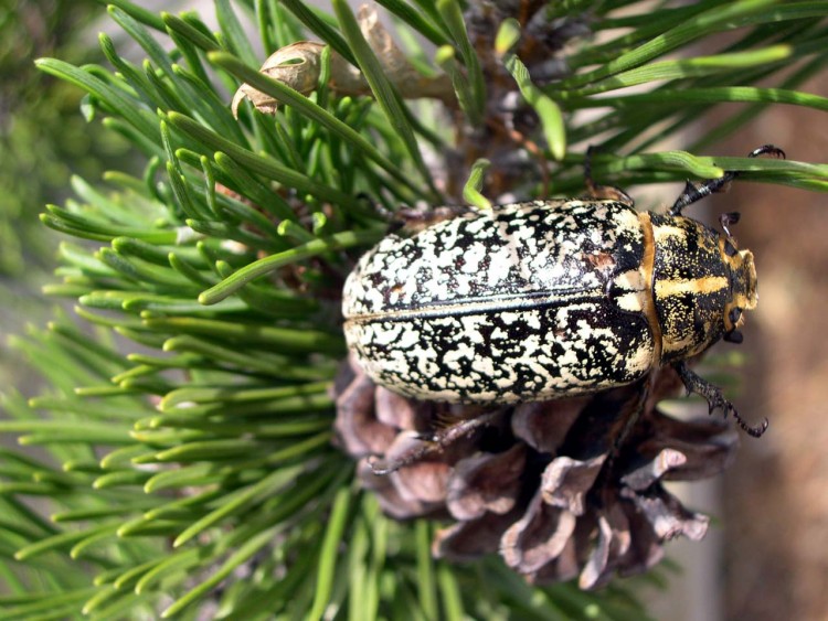 Fonds d'cran Animaux Insectes - Divers il a bon dos