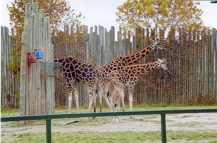 Fonds d'cran Animaux Girafes girafe