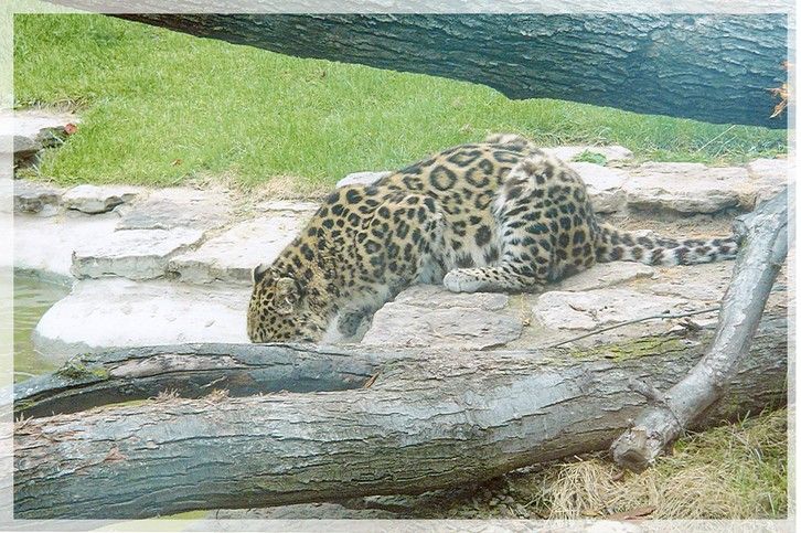 Wallpapers Animals Felines - Leopards gros minou