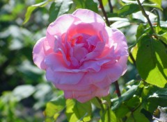 Wallpapers Nature Une rose dans le soleil