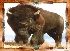 Wallpapers Animals American Buffalo