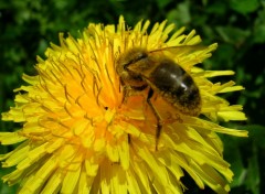 Fonds d'cran Animaux abeille