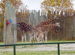 Fonds d'cran Animaux girafe