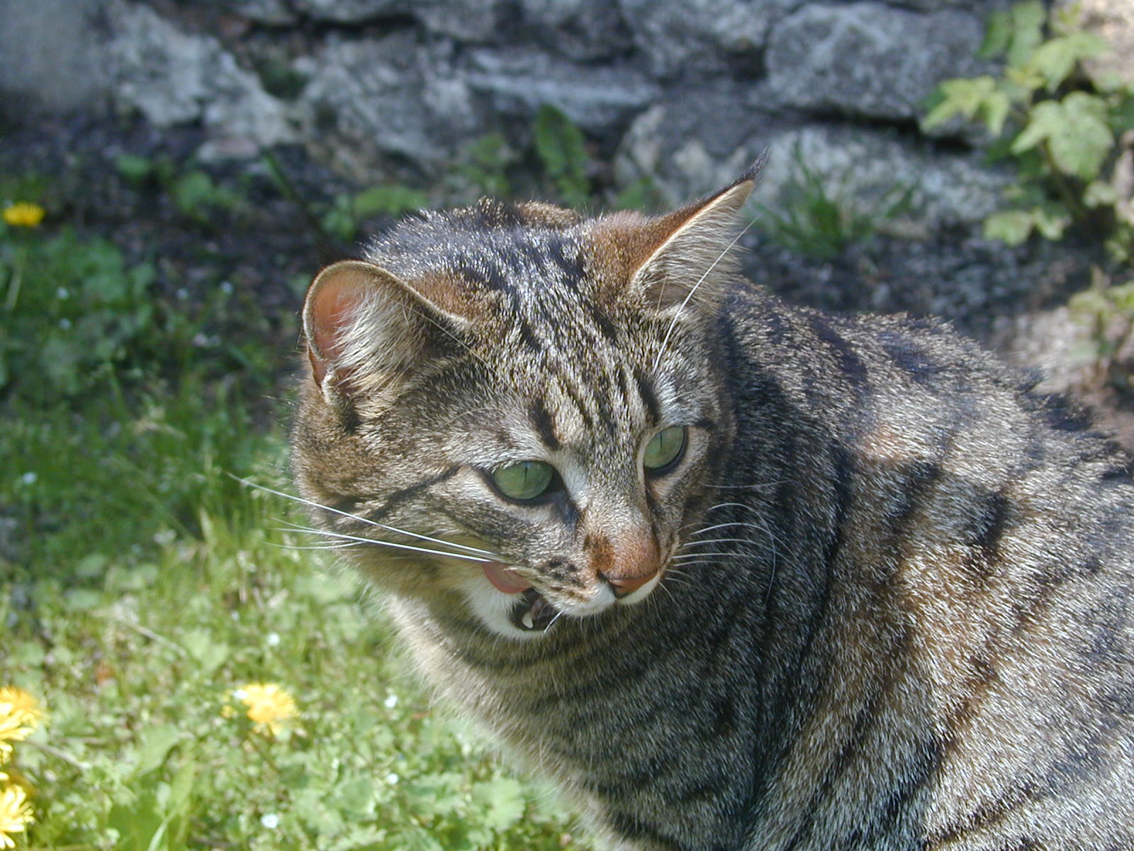 Fonds d'cran Animaux Chats - Chatons Dédé