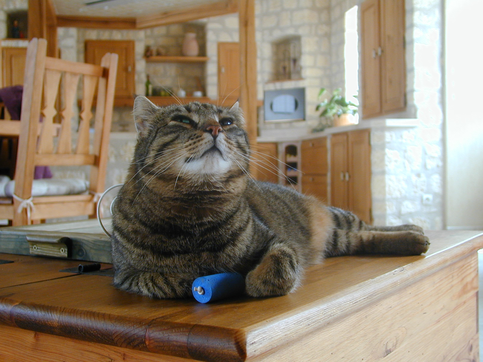 Fonds d'cran Animaux Chats - Chatons Dédé