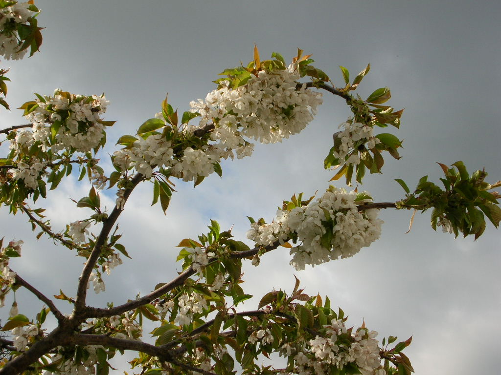 Fonds d'cran Nature Fleurs Cerisiers