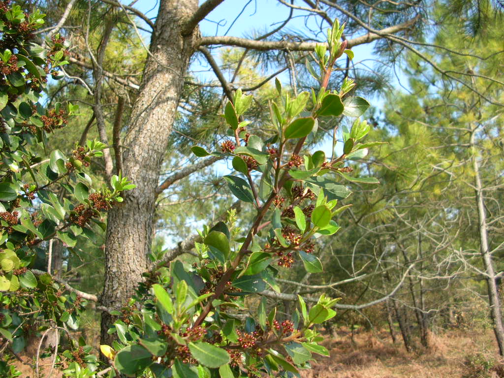 Fonds d'cran Nature Arbres - Forts Forets rtaise