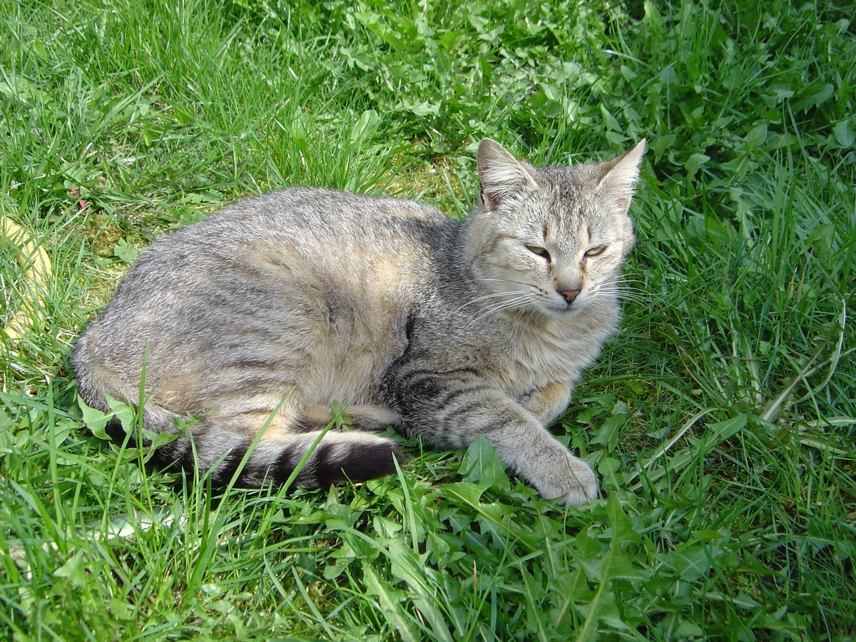 Fonds d'cran Animaux Chats - Chatons dur reveil...