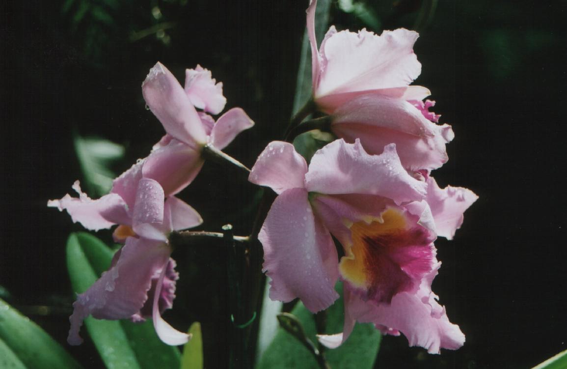 Fonds d'cran Nature Fleurs orchide