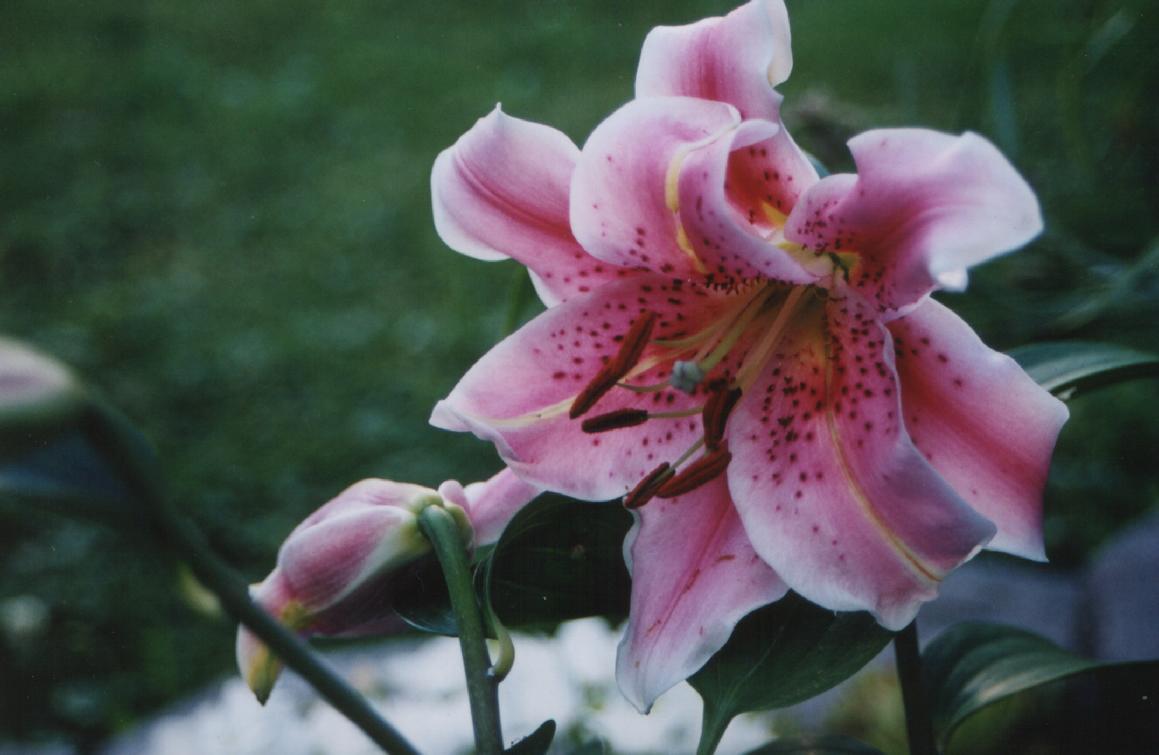 Fonds d'cran Nature Fleurs lys