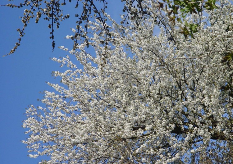 Fonds d'cran Nature Arbres - Forts Cerisier en fleurs