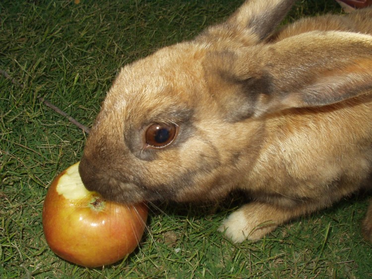 Fonds d'cran Animaux Lapins - Livres Lapin